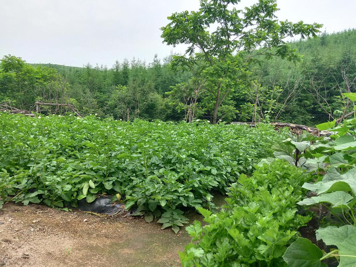 菠菜是几月份的，菠菜是几月份的应季蔬菜